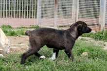 CIOCCOLATO, Hund, Mischlingshund in Italien - Bild 32