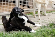CIOCCOLATO, Hund, Mischlingshund in Italien - Bild 34