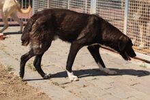 CIOCCOLATO, Hund, Mischlingshund in Italien - Bild 6