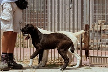 CIOCCOLATO, Hund, Mischlingshund in Italien - Bild 9