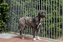 CLARA, Hund, Mischlingshund in Italien - Bild 4