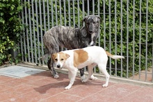 CLARA, Hund, Mischlingshund in Italien - Bild 5