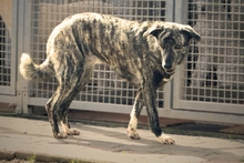 CLARA, Hund, Mischlingshund in Italien - Bild 8