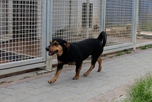 LAIKABELLA, Hund, Terrier-Mix in Italien - Bild 10