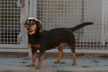 LAIKABELLA, Hund, Terrier-Mix in Italien - Bild 2