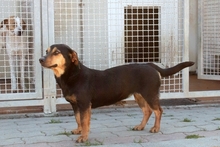 LAIKABELLA, Hund, Terrier-Mix in Italien - Bild 3