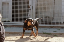 LAIKABELLA, Hund, Terrier-Mix in Italien - Bild 4