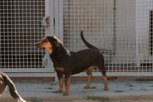 LAIKABELLA, Hund, Terrier-Mix in Italien - Bild 6