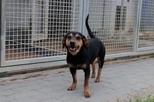 LAIKABELLA, Hund, Terrier-Mix in Italien - Bild 9