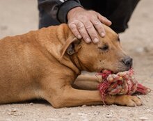 LIV, Hund, Mischlingshund in Kroatien - Bild 5