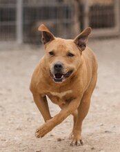 LIV, Hund, Pit Bull Terrier-Mix in Kroatien - Bild 1