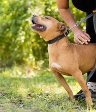 LIV, Hund, Pit Bull Terrier-Mix in Kroatien - Bild 10