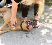 LIV, Hund, Pit Bull Terrier-Mix in Kroatien - Bild 11