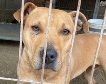 LIV, Hund, Pit Bull Terrier-Mix in Kroatien - Bild 14