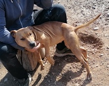 LIV, Hund, Pit Bull Terrier-Mix in Kroatien - Bild 17