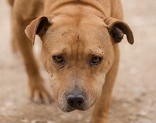 LIV, Hund, Pit Bull Terrier-Mix in Kroatien - Bild 2