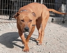 LIV, Hund, Pit Bull Terrier-Mix in Kroatien - Bild 20