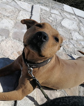 LIV, Hund, Pit Bull Terrier-Mix in Kroatien - Bild 23