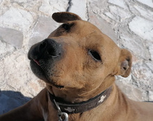 LIV, Hund, Pit Bull Terrier-Mix in Kroatien - Bild 25