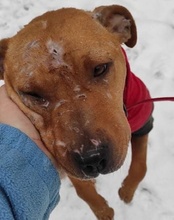 LIV, Hund, Pit Bull Terrier-Mix in Kroatien - Bild 27