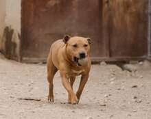 LIV, Hund, Pit Bull Terrier-Mix in Kroatien - Bild 3