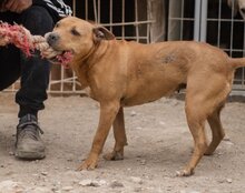 LIV, Hund, Pit Bull Terrier-Mix in Kroatien - Bild 4