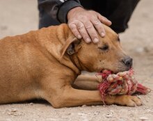 LIV, Hund, Pit Bull Terrier-Mix in Kroatien - Bild 5