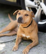 LIV, Hund, Pit Bull Terrier-Mix in Kroatien - Bild 6