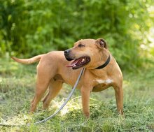 LIV, Hund, Pit Bull Terrier-Mix in Kroatien - Bild 8