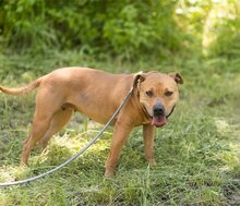 LIV, Hund, Pit Bull Terrier-Mix in Kroatien - Bild 9