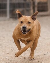 LIV, Hund, Pit Bull Terrier-Terrier-Mix in Kroatien - Bild 1