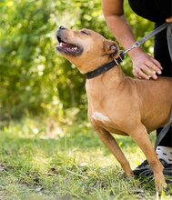 LIV, Hund, Pit Bull Terrier-Terrier-Mix in Kroatien - Bild 10