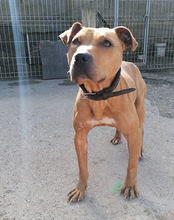 LIV, Hund, Pit Bull Terrier-Terrier-Mix in Kroatien - Bild 16