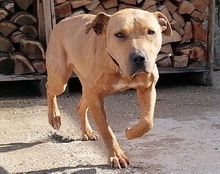 LIV, Hund, Pit Bull Terrier-Terrier-Mix in Kroatien - Bild 19