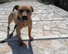 LIV, Hund, Pit Bull Terrier-Terrier-Mix in Kroatien - Bild 21