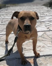 LIV, Hund, Pit Bull Terrier-Terrier-Mix in Kroatien - Bild 24
