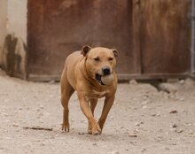 LIV, Hund, Pit Bull Terrier-Terrier-Mix in Kroatien - Bild 3