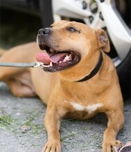 LIV, Hund, Pit Bull Terrier-Terrier-Mix in Kroatien - Bild 7