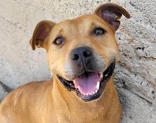 LIV, Hund, Pitbull-Terrier-Mix in Kroatien - Bild 1