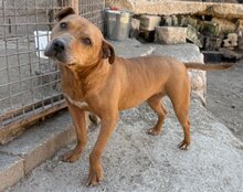 LIV, Hund, Pitbull-Terrier-Mix in Kroatien - Bild 2