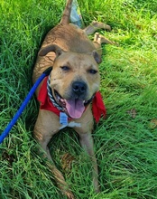 LIV, Hund, Pitbull-Terrier-Mix in Kroatien - Bild 20