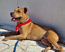 LIV, Hund, Pitbull-Terrier-Mix in Kroatien - Bild 21