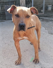 LIV, Hund, Pitbull-Terrier-Mix in Kroatien - Bild 23