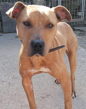 LIV, Hund, Pitbull-Terrier-Mix in Kroatien - Bild 26