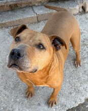 LIV, Hund, Pitbull-Terrier-Mix in Kroatien - Bild 3