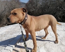 LIV, Hund, Pitbull-Terrier-Mix in Kroatien - Bild 30