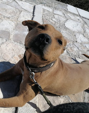LIV, Hund, Pitbull-Terrier-Mix in Kroatien - Bild 31