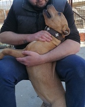LIV, Hund, Pitbull-Terrier-Mix in Kroatien - Bild 34