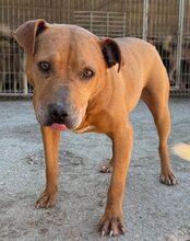 LIV, Hund, Pitbull-Terrier-Mix in Kroatien - Bild 5
