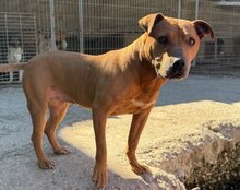 LIV, Hund, Pitbull-Terrier-Mix in Kroatien - Bild 6